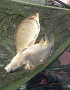 Floarea Popestiului 20 - 20 iun.